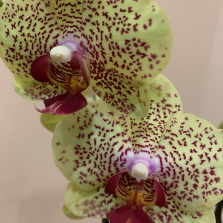 Орхидея Phal. Fancy Freckles - купить, доставка Украина