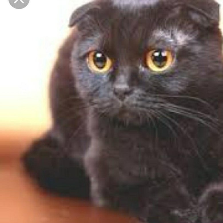 скоттиш фолд черный. скоттиш-фолд шотландская вислоухая кошка черная. шотландец вислоухий черный. черные шотландские вислоухие котята. кот вислоухий шотландец черный.