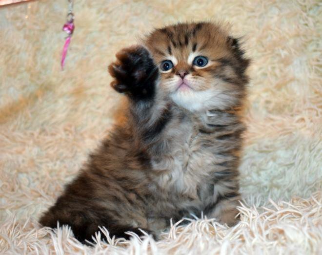 котята шотландские прямоухие 1 месяц. авито котята шотландские вислоухие. авито волгоград шотландские. скоттиш-фолд шотландская вислоухая. шотландские вислоухие котята серебристый вискас.