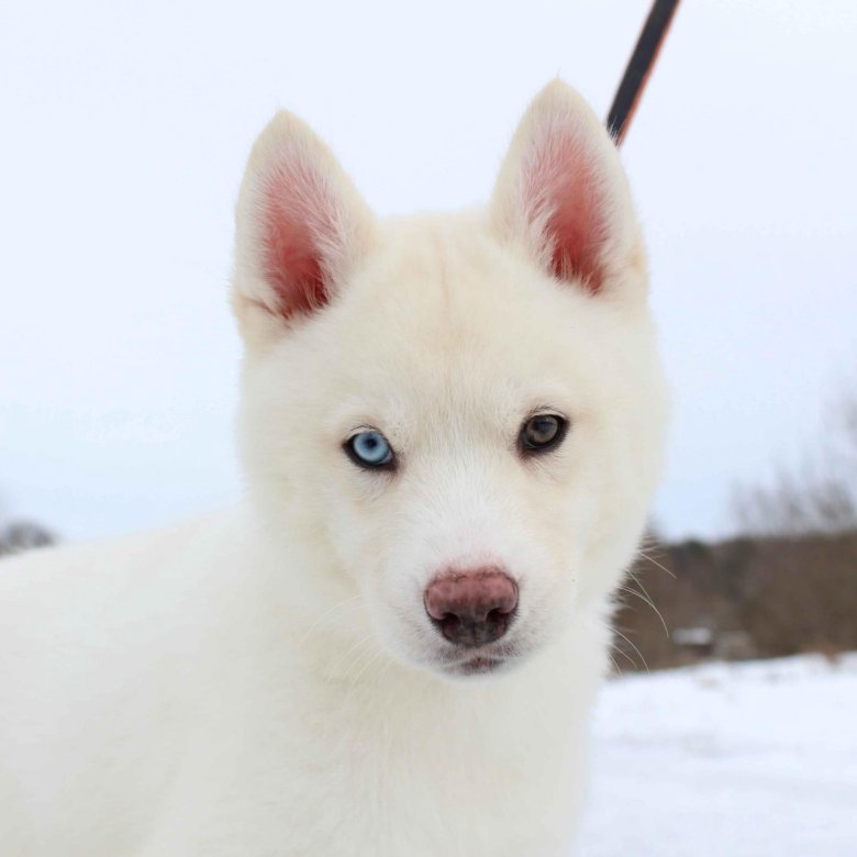 Хаски White Пармаркет