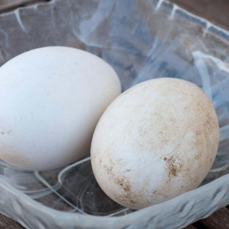 Яйца гусиные инкубационные Холмогорские. Какие яйца у холмогорских гусей фото. Где купить гусиные яйца