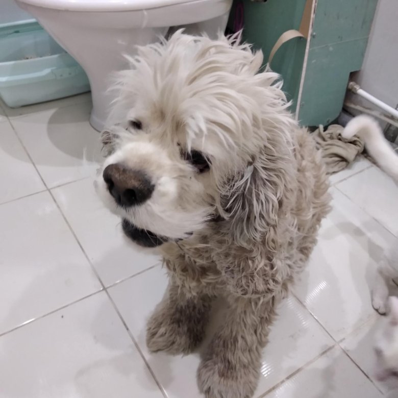 собака озерск