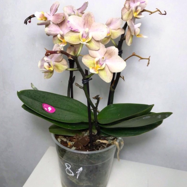 Парфюмерные фабрики орхидеи разновидности фото