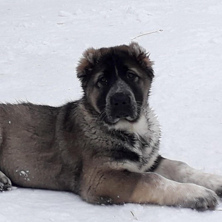 авито сарапул собаки. авито сарапул собаки. помесь таксы с дворнягой большая. щенок в сарапуле фото. музыкальный щенок "черныш".