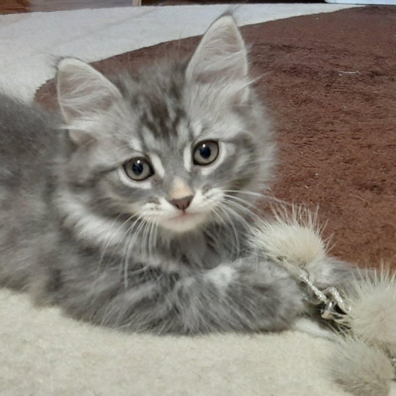 Сибирская кошка купить