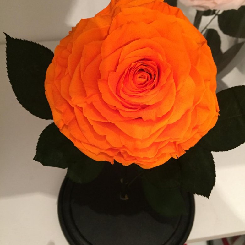 Роза в колбе – купить в Москве, цена 2 990 руб., дата размещения: 30.04 ...