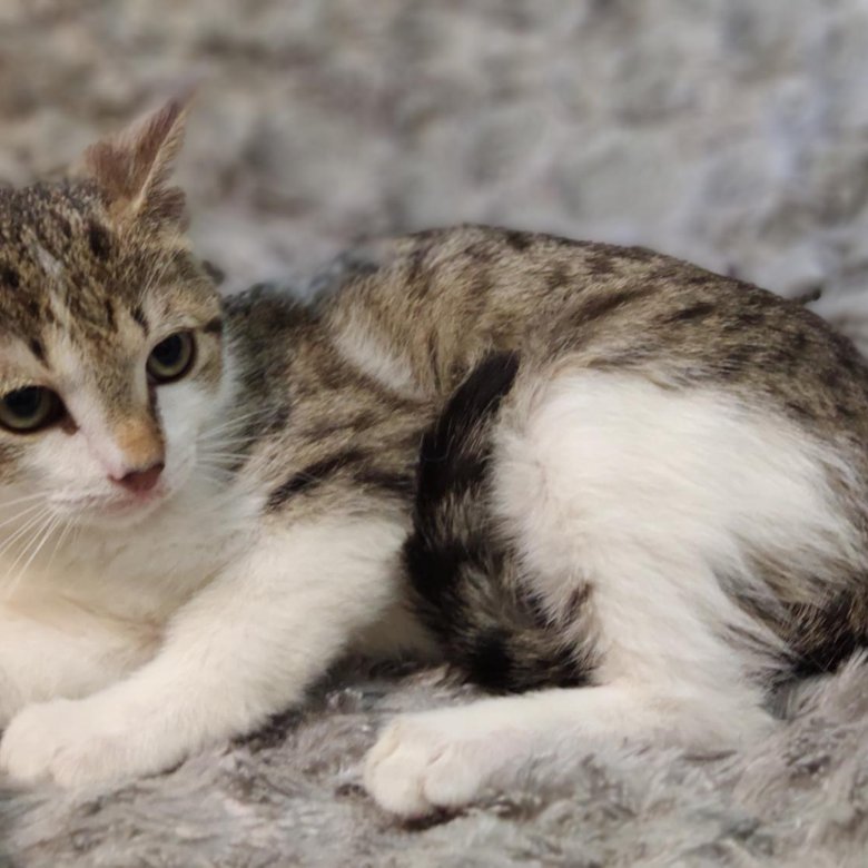 До какого возраста коты котята