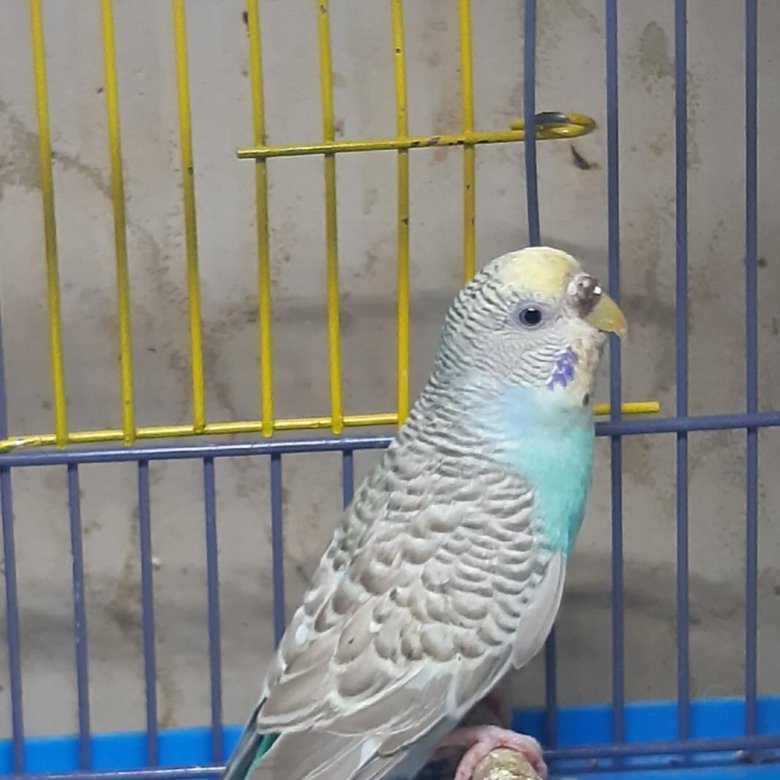 москва волнистый