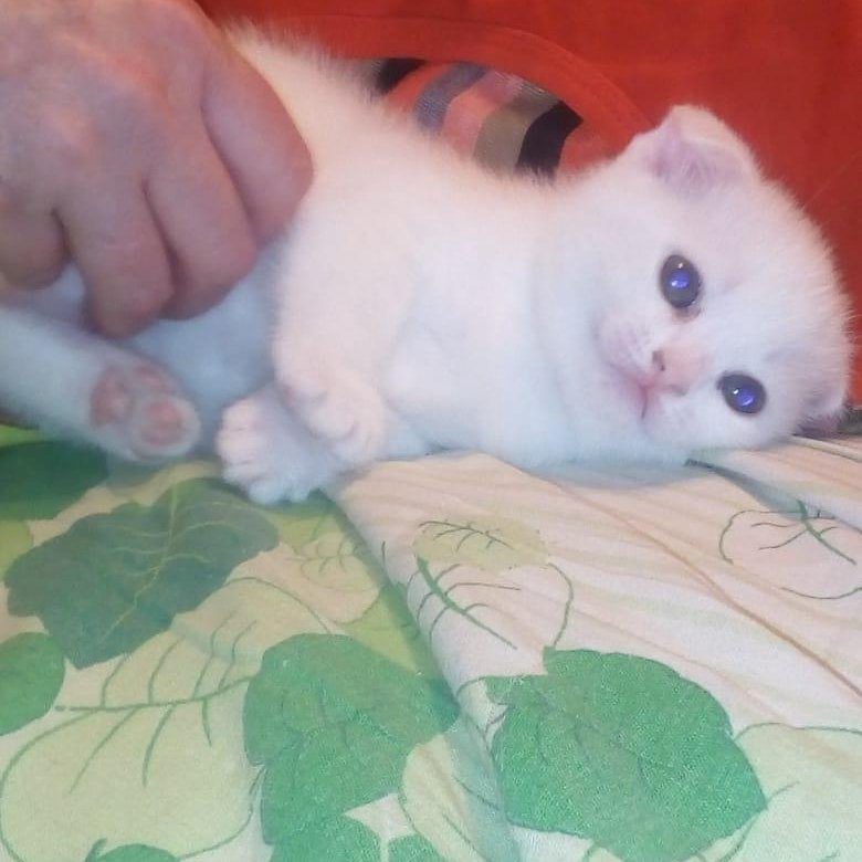На Авито Выкладывают Не Свои Фото Котят