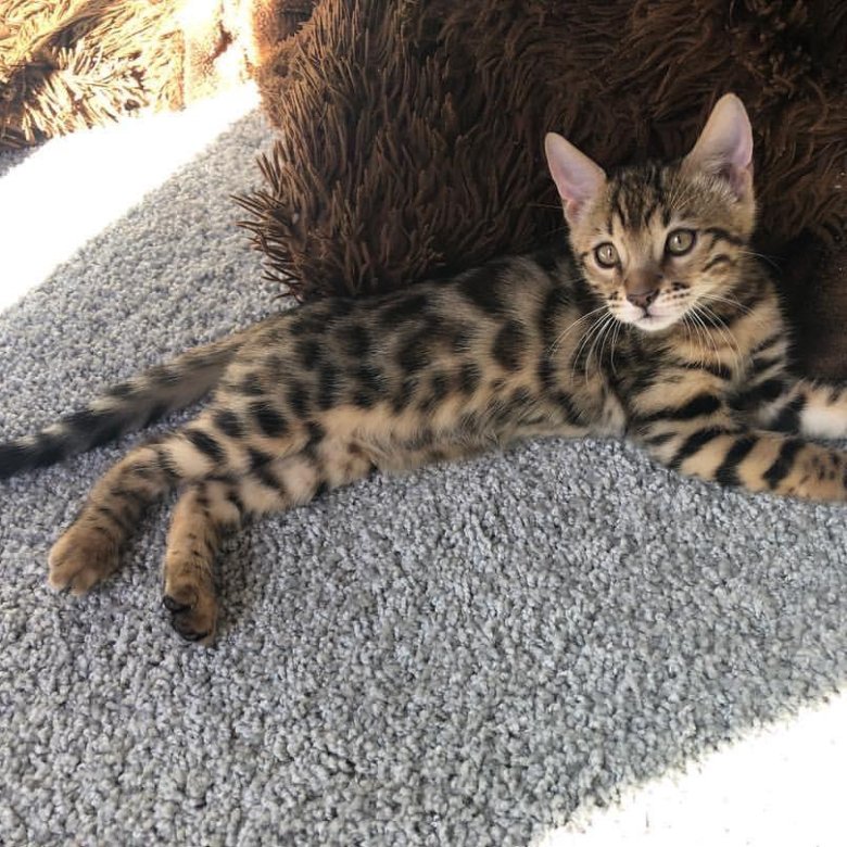 Бельгийская Кошка Фото И Цена