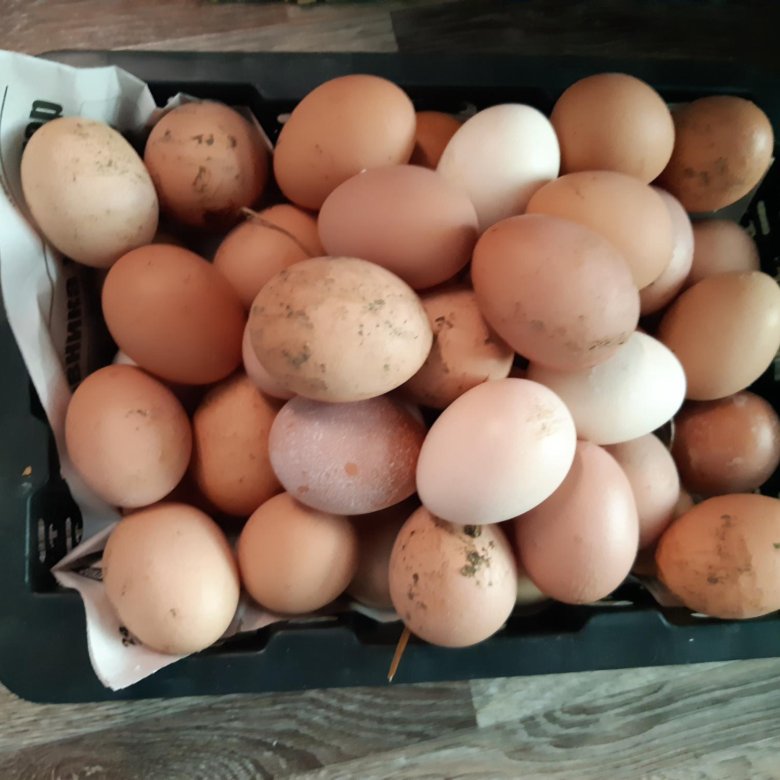 Купить инкубационное яйцо в курской области. Курицы Уссурийска. Курская область д Моква купить инкубационное яйцо кур.