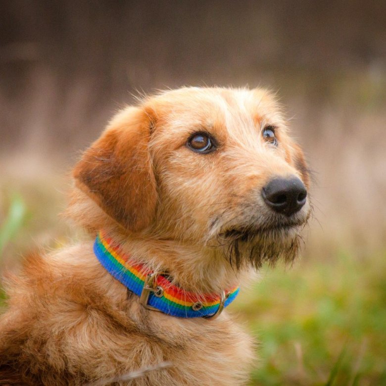 Собаки щенки в добрые. Щенки метисы маленьких пород. Ронда порода собак. Ласковая собака. Черный щенок дворняги.