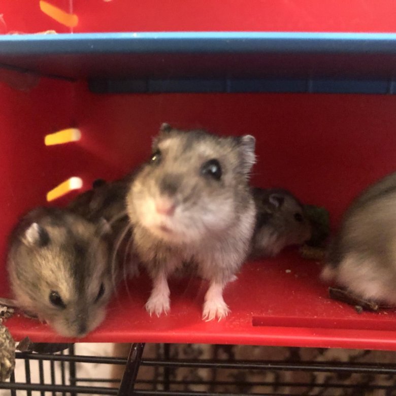 Как продать hamster на bybit. Как продать hamster на bybit. Внимание акция продается хомички. Как продать hamster на bybit. Где продаются хомяки.