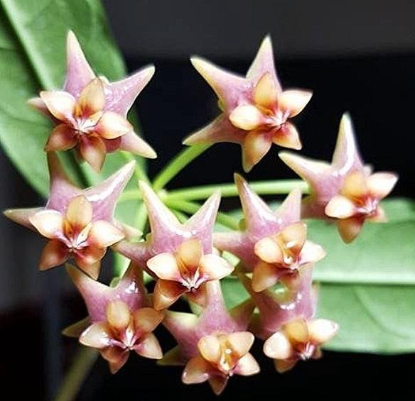 Hoya Amrita Pink