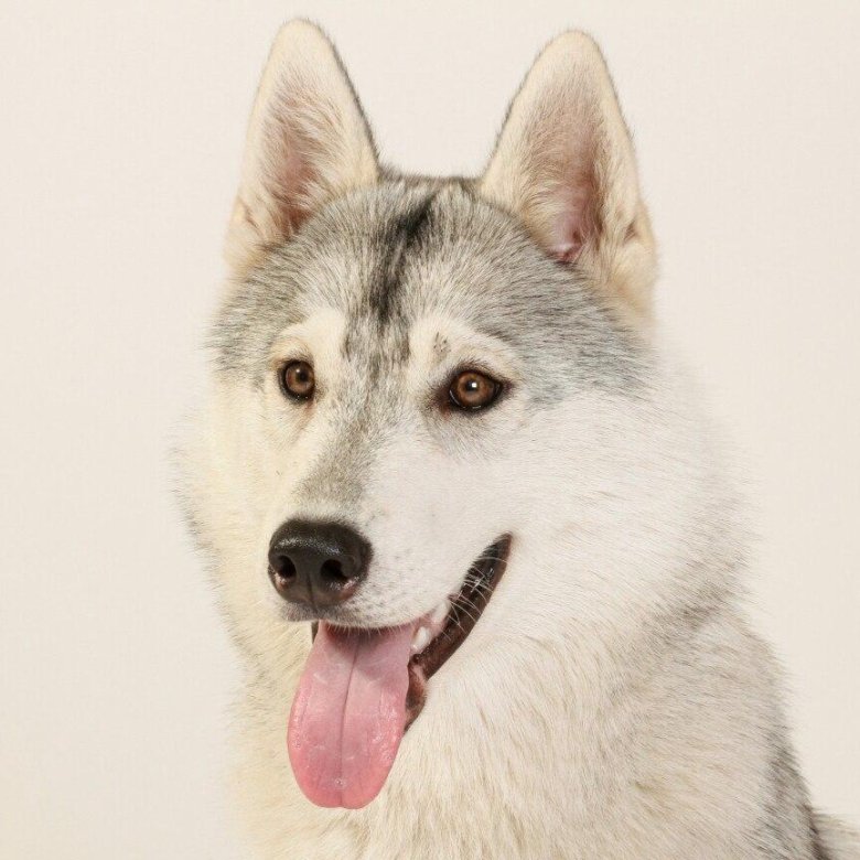 Хаски щенок 12 месяцев. Хаски 12 тысяч затяжек. Хаски 12. Собака хаски. Husky k 9.