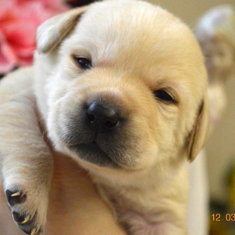 авито альметьевск животные