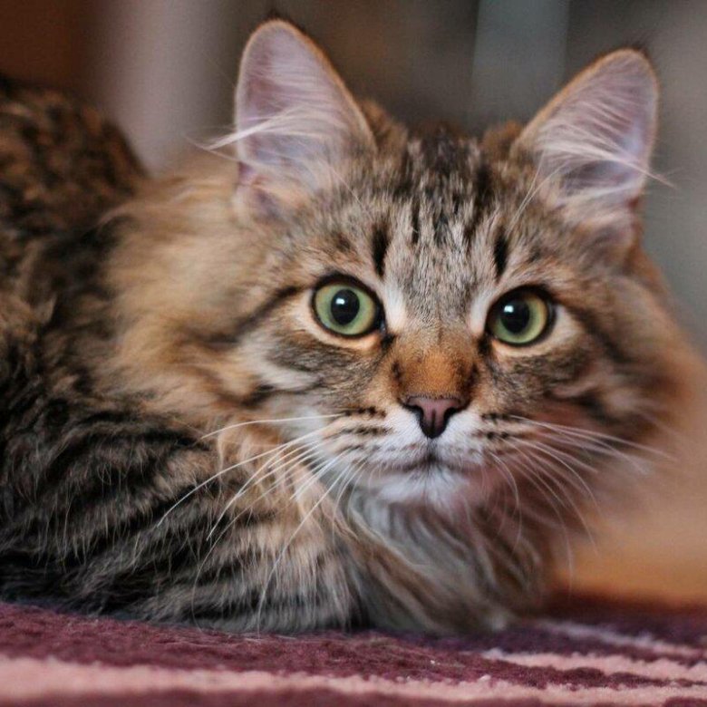 Сибирский котик