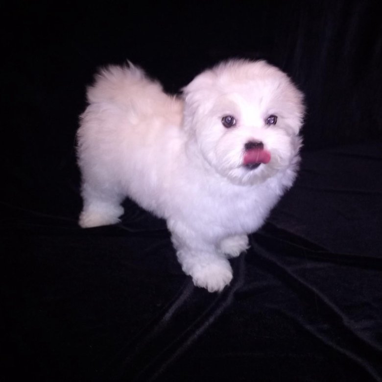 Щенки мальтезе. Мальтийская болонка влада а4. Бишон фризе 2 месяца. Питомник крылья ангела. Авито болонка собаки.