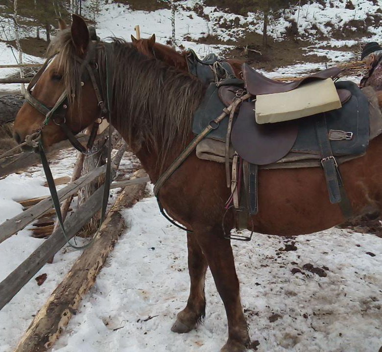 Лошади в Республике Алтай