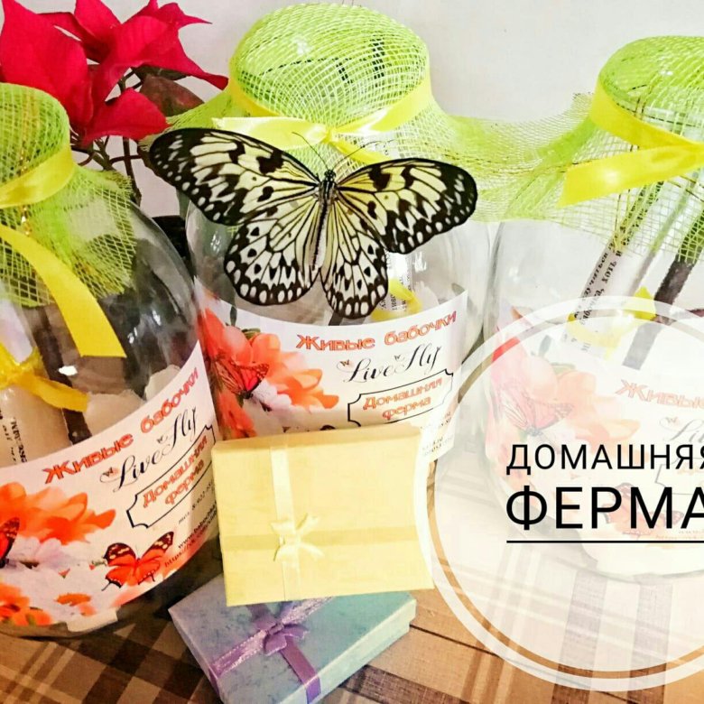 Ферма Бабочек Домашняя Купить Интернет Магазин