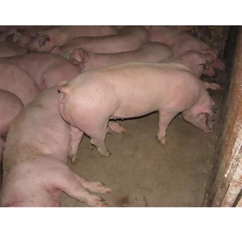 Стояла для свиней. Свиноматка ландрас. Свиньи ландрас 150 кг. Свиная порода ландрас. Ландрас (порода свиней).