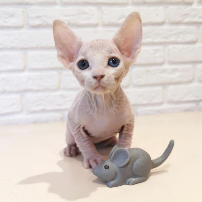 Сфинкс кошка сколько стоит