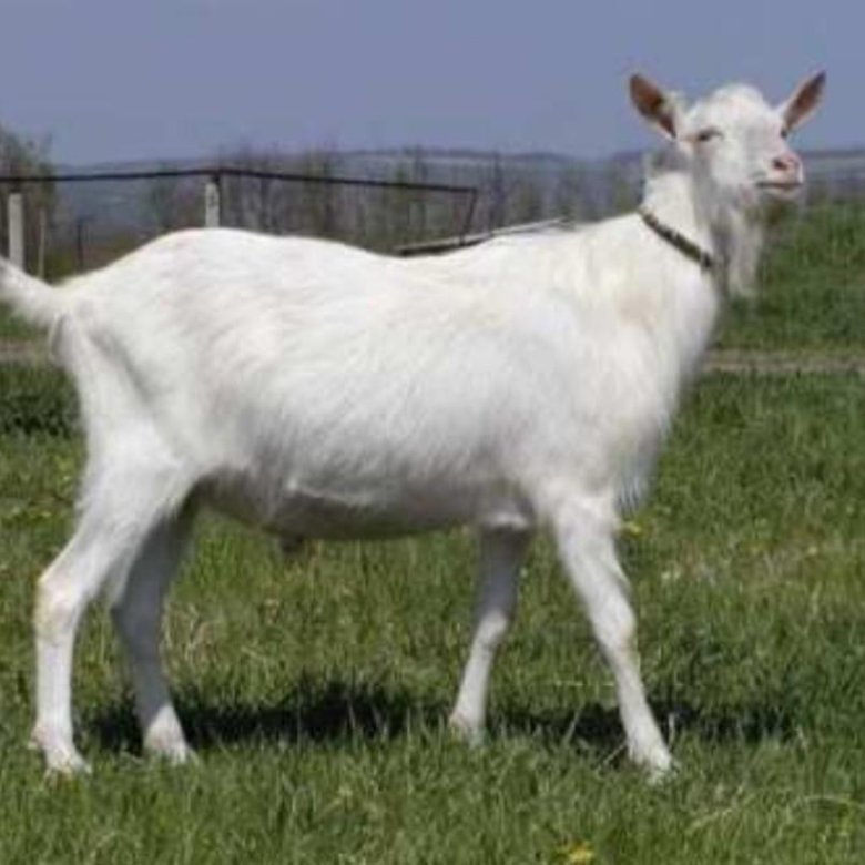 Породы коз молочных без запаха. Зааненская коза. Молочная коза порода зааненская. Зааненская коза молоко. Мегрельская порода коз.