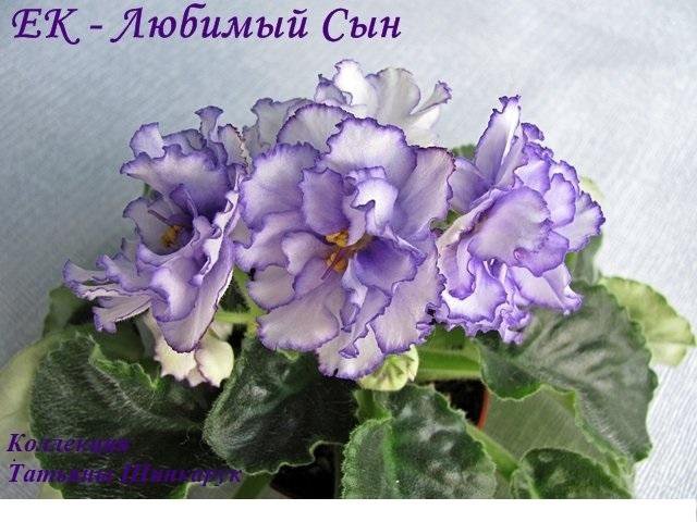 Фиалки ек фото и описание сорта