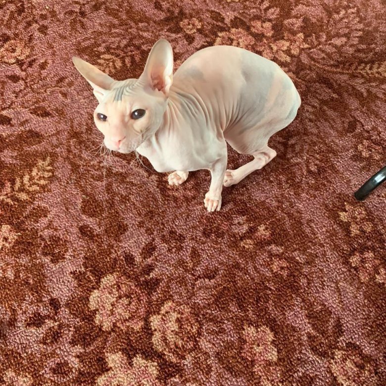 Сфинкс кошка купить
