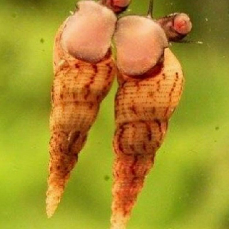 Achatina craveni. Улитка занзибарика ахатина. Лужанка улитка. Улитки ахатины и улитята. Ахатина кравени (achatina craveni).