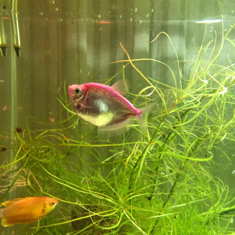 Аквариумные рыбки тернеция размножение. Тернеция конго. Тернеция. Аквариумные рыбки тернеция глофиш. Тернеция рыбка размножение.