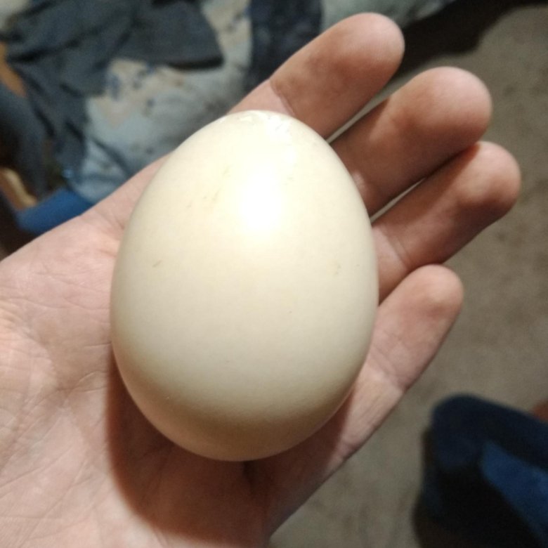 Куплю инкубационное яйцо воронеж. Яйцо утиное инкубационное купить. Купить инкубационное яйцо хохлатых уток на авито.