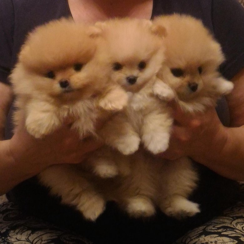 Йоркширский терьер 1 месяц. Щенки которые продаются. Фото шестимесячного овчаристого щенка. Щенки которые продаются. Фото йорка без родословной.