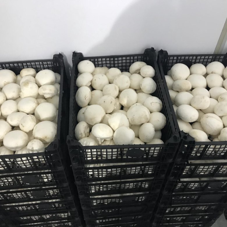 Шампиньоны в ящике. Шампиньоны свежие 1кг вес. Грибы шампиньоны свежие вес. Грибы шампиньоны*1кг россия. Шампиньоны 3кг оптовый.