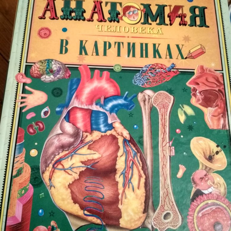 Учебник анатомии авторы. Учебник анатомии СССР. Анатомия человека книга. Учебник анатомия картинки. Анатомия животных учебник.