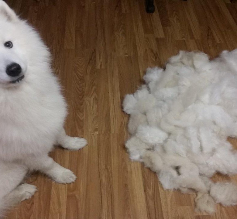 Самоед собака шерсть. Самоед собака шерсть. Шерсть самоеда. Самоед линька. Порода собак самоед.