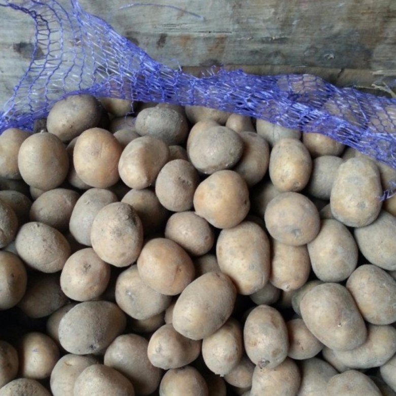 Семена картофеля гала фото