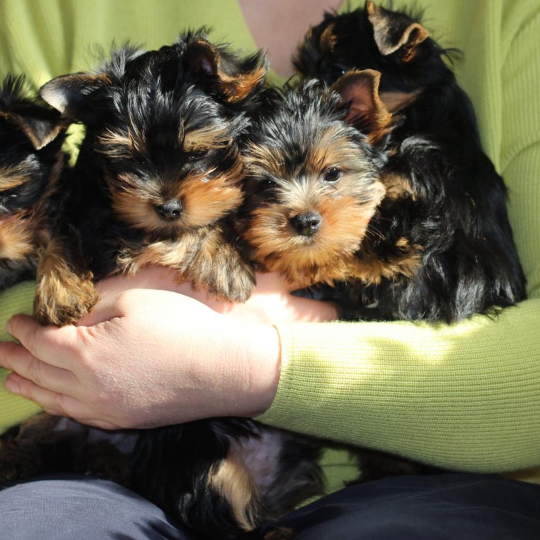 Йорк омск. Йорк омск. Продают йорков. Чистопородный йоркширский терьер. Йорк омск.