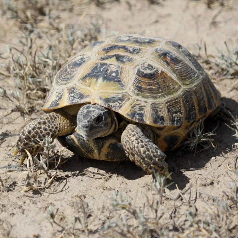 Сух черепаха. Среднеазиатская Степная черепаха. Среднеазиатская черепаха. Среднеазиатская сухопутная черепаха. Среднеащиатская Черепаза.