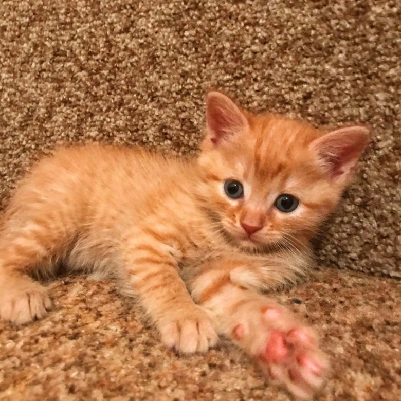 Рыжий котенок 1 месяц. 5 месяца. Тайский рыжий котенок. Котенок светло рыжий 1 месяц. Рыжие котята мейн куна 1 месяц.