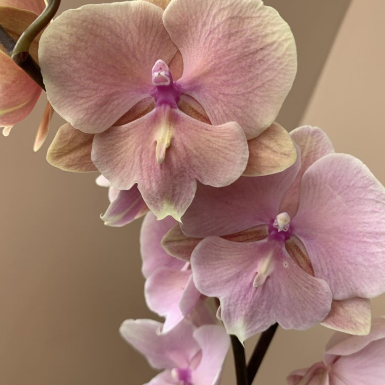 Орхидея фаленопсис Биг Лип –  , цена 1 200 руб., продано .