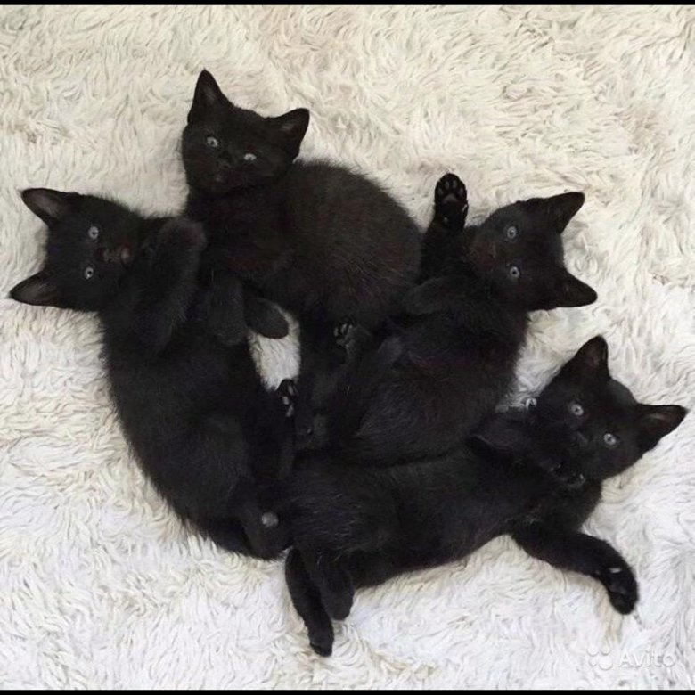 Отдаем котят!!! В добрые руки 2 девочки 2 мальчика!!! Ходят в лоток, кушают все!