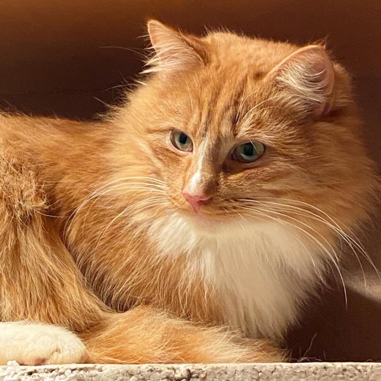 Рыжий котик симба