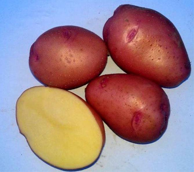 Розара картофель купить описание сорта. Картофель Розара. Семенной картофель Розара. Розарио сорт картофеля.