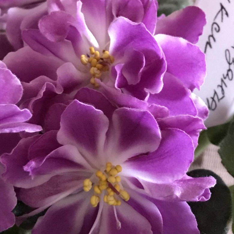 Фиалки 2024. Фиалка нк лилон лила. Цветы фиалка узамбарская. Фиалки 2024. Выставка фиалок 2024.