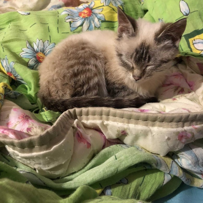 Как живут котята