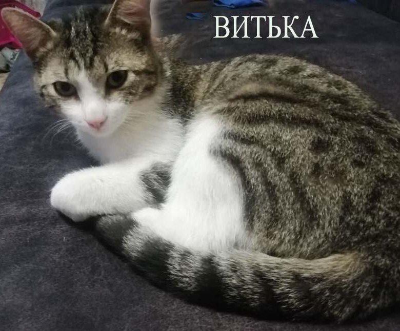 Кот расист. Витек коты. Витек коты. Кот витька фото. Витек коты.