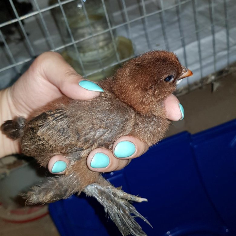 Птенец орла. Птенец грифа. 8 птенцов. Гнездовые птицы. Серая мухоловка слеток.