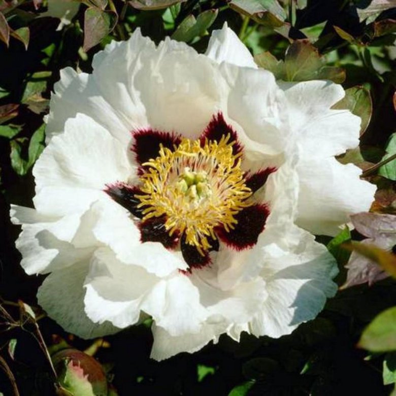 Древовидные пионы названия. Пион древовидный шимадайджин. Пион древовидный кинко. Древовидные пионы названия. Пион древовидный paeonia suffruticosa.