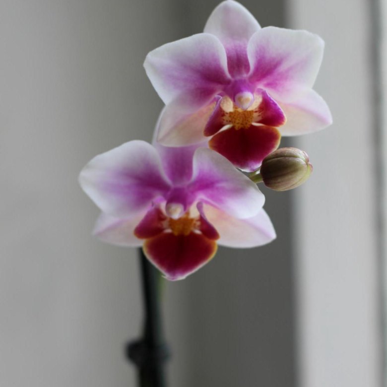 Орхидея буэнос айрес